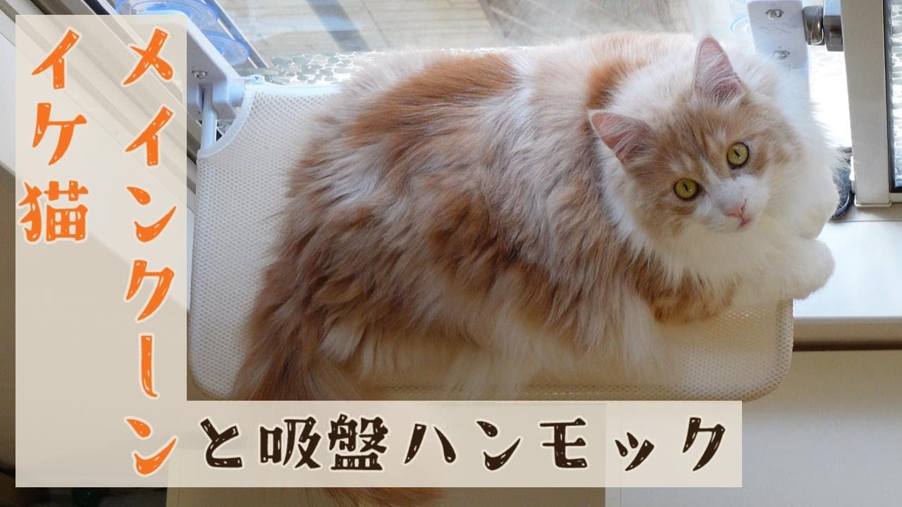 男前メインクーンと吸盤ハンモック
