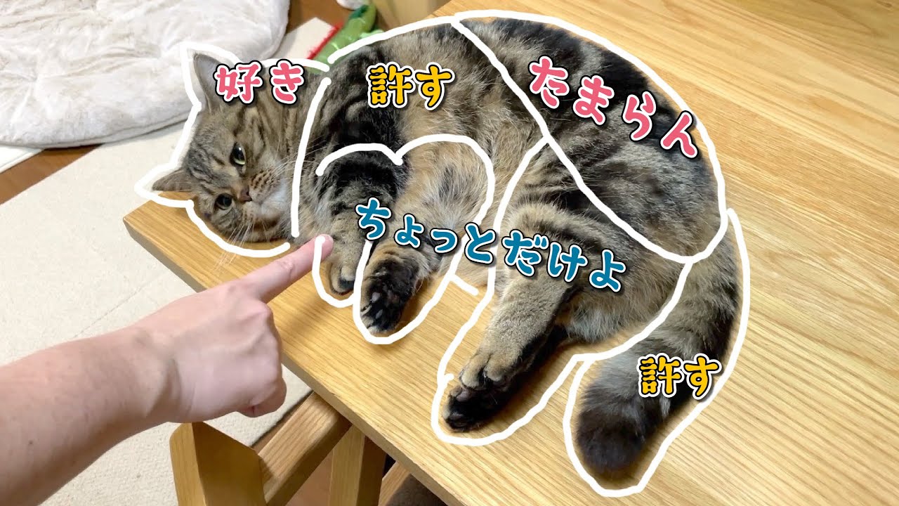 ツンデレ猫のおさわりマップが意外にもこうなりました！