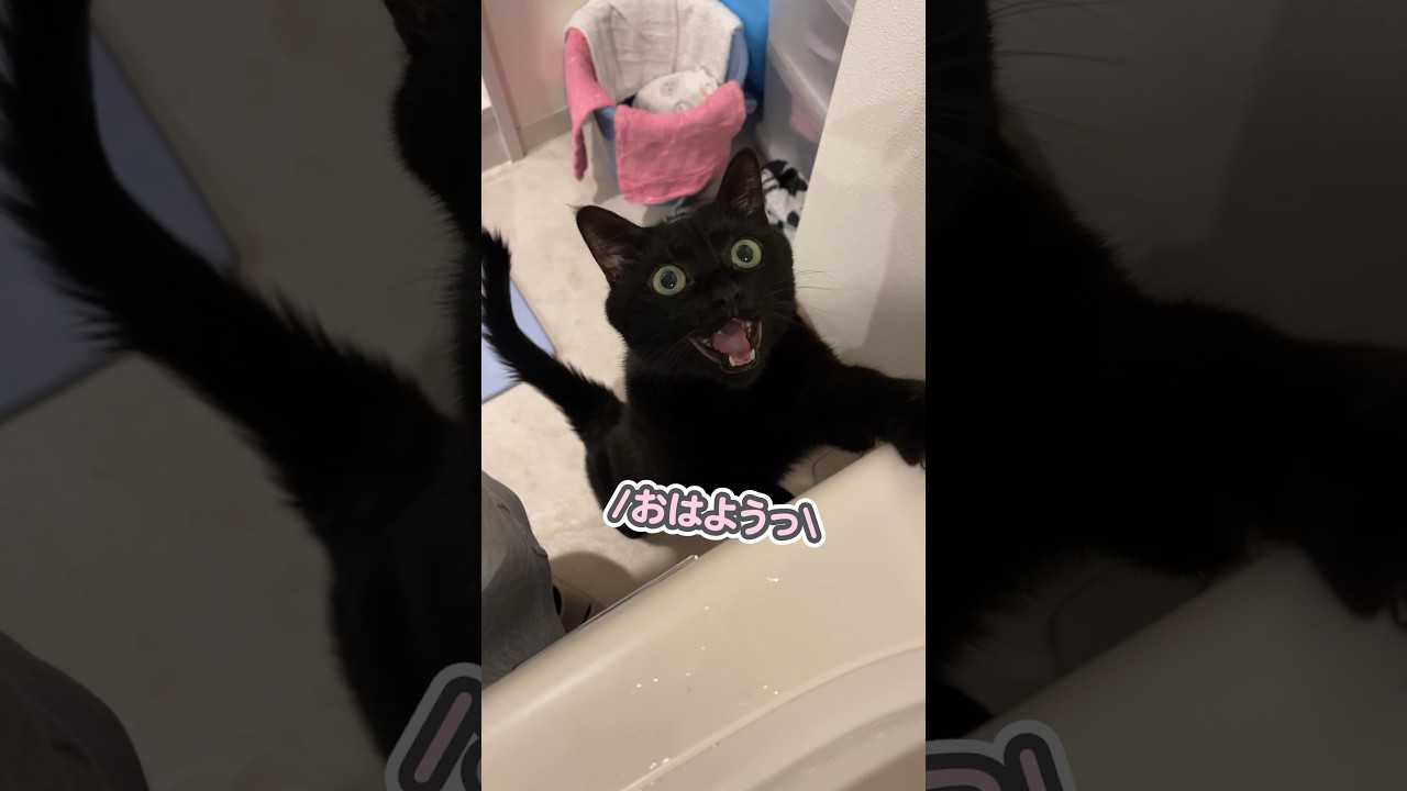 「おはようっ」とパパに挨拶する、とっても賢い猫