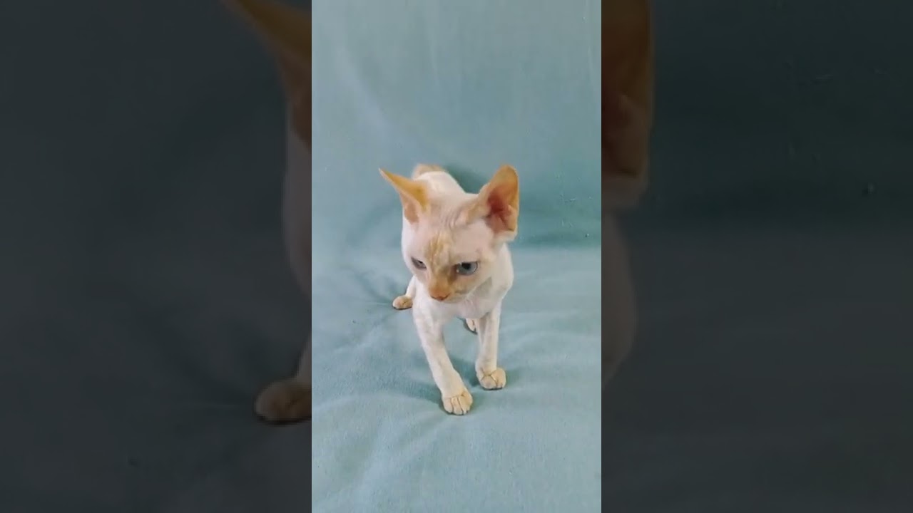 Devon Rex
