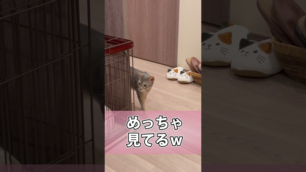 犬さんをストーキングするうちの猫さん #shorts #猫 #アビシニアン
