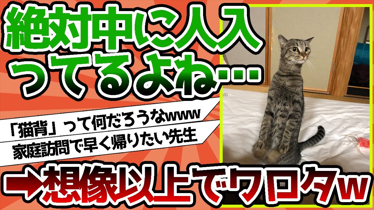 【2ch動物スレ】「うちのネコ、これ、絶対中に人はいってるよね……」