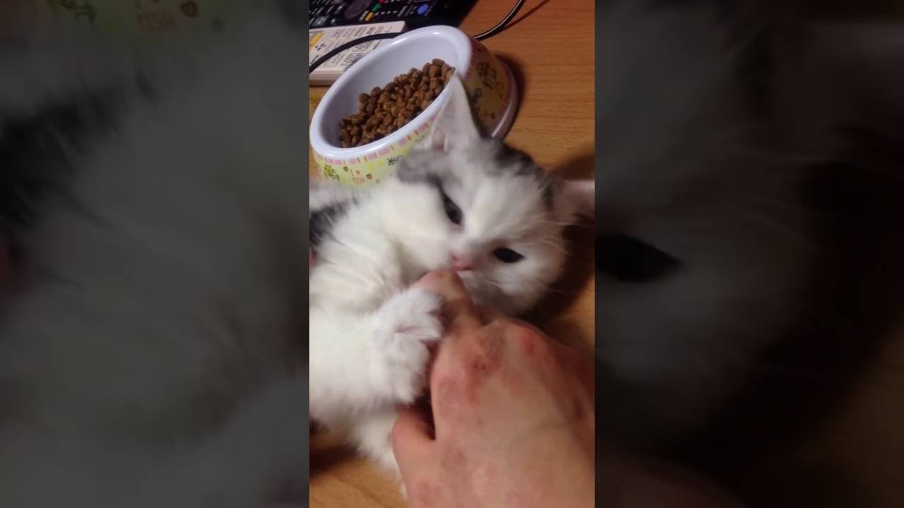 【激カワ】じゃれる子猫 スコティッシュフォールドの赤ちゃん cat baby 仔猫【ツイッターで話題】