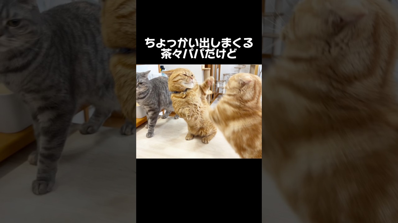 茶々パパが苦手なのは...！？ #猫 #マンチカン #shorts
