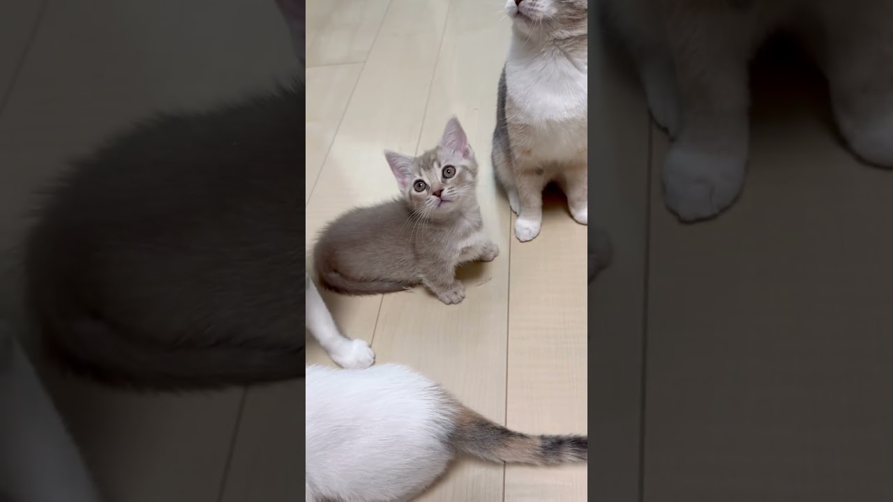 短足マンチカン男の子🩷 【お問合せ詳細は説明欄に記載あります】 #スクーカム #ブリーダー直販 #マンチカン #ミヌエット #ラパーマ #子猫 #子猫販売 #猫 #猫のいる暮らし #猫動画