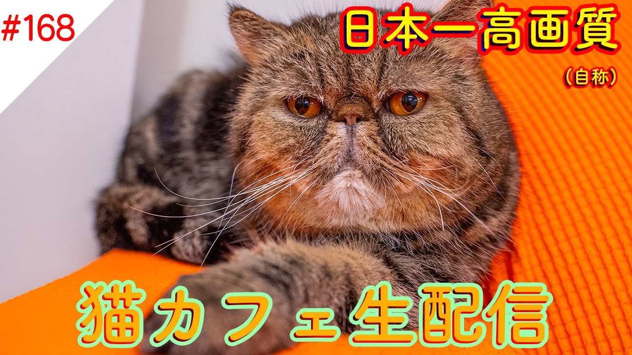 #168  日本一高画質猫カフェ生配信(自称) Virtual catcafe tour