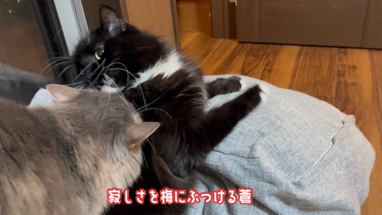 ママ達がいない事に気づいて寂しさを同僚ネコにぶつける猫　ノルウェージャンフォレストキャット　A lonely cat fighting