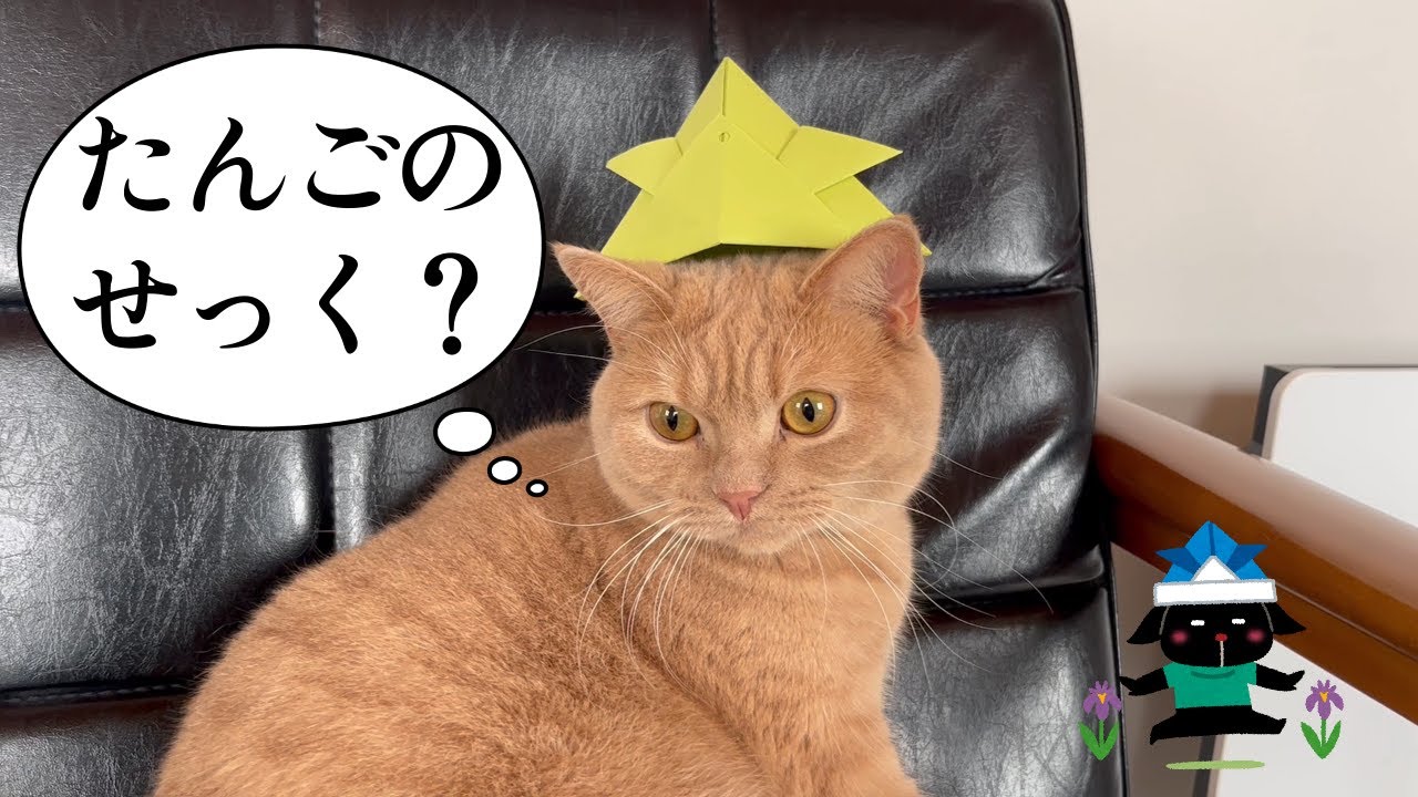 端午の節句を気にするネコw【スコティッシュフォールド】