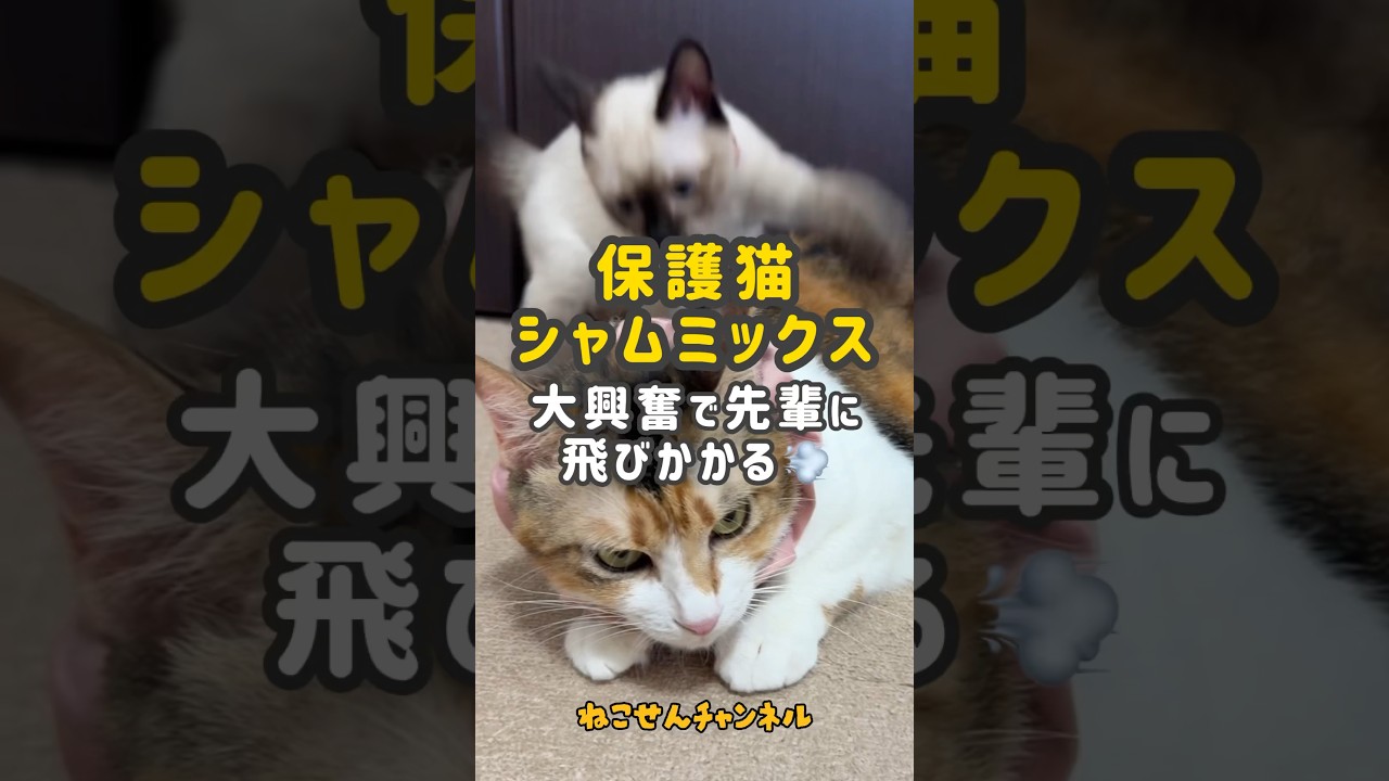 【保護猫シャム】興奮遊び💨だんだんヤンチャっ子に成長🥰（真冬に保護した子猫） | ねこせん