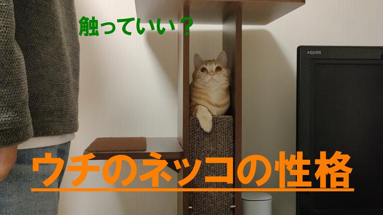 ワガママも言わずキレることもなくいつも穏やかなんだけど、触られるのは苦手でいつも逃げてるスコッティさん。