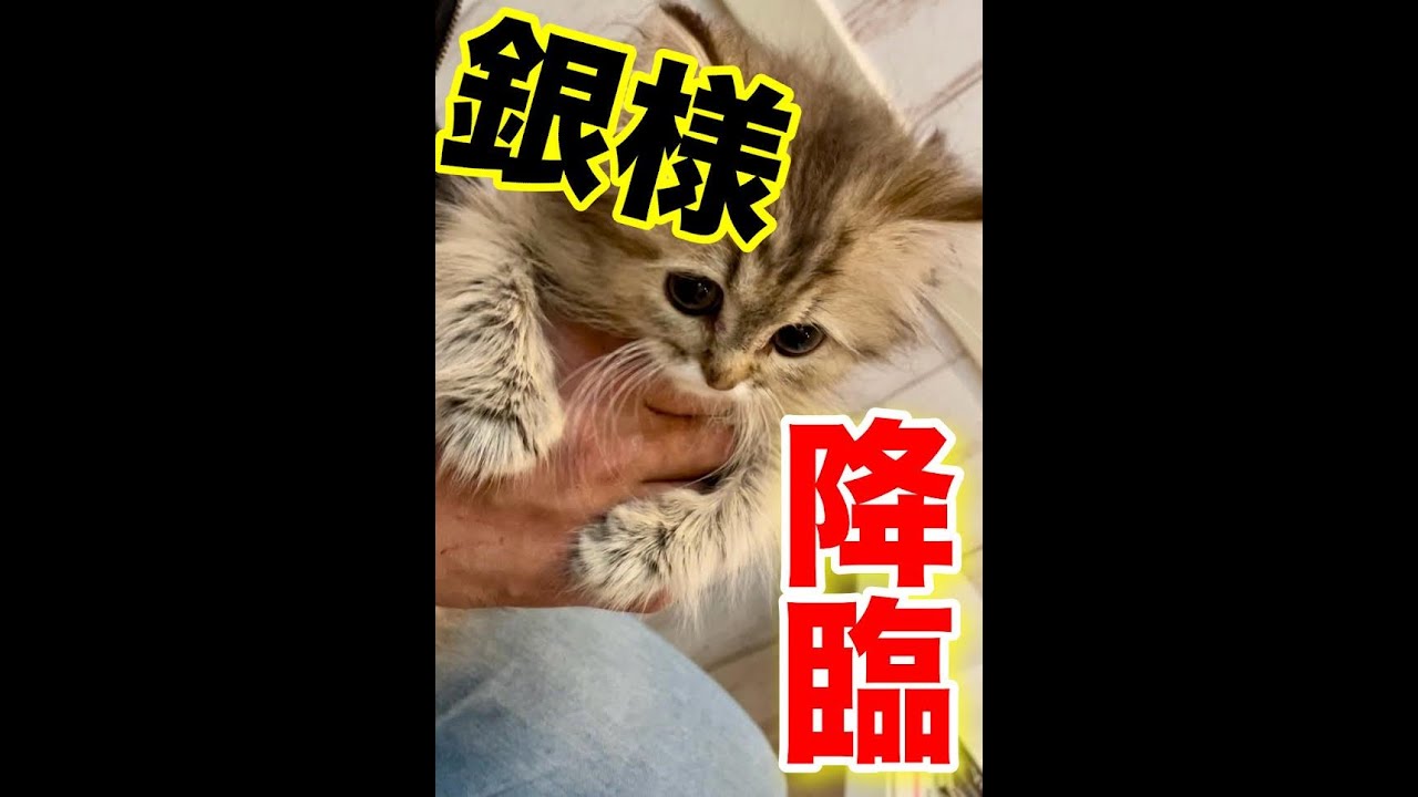 チンチラペルシャ、銀との出会い！