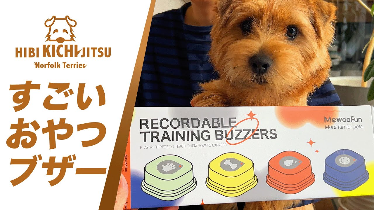 愛犬キチ  ウニにすごいおやつブザーをもらう【 ノーフォークテリア norfolkterrier  kichi 吉】