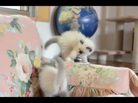 バーマンの子猫たち.mov