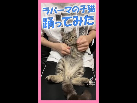ラパーマのルイたん、踊ってみた #Shorts