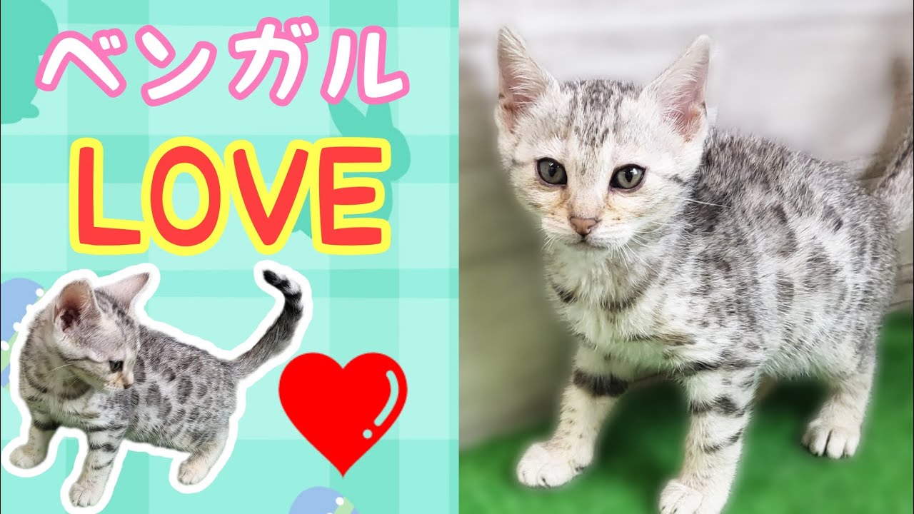 ベンガル・仔猫【川崎小田栄店】