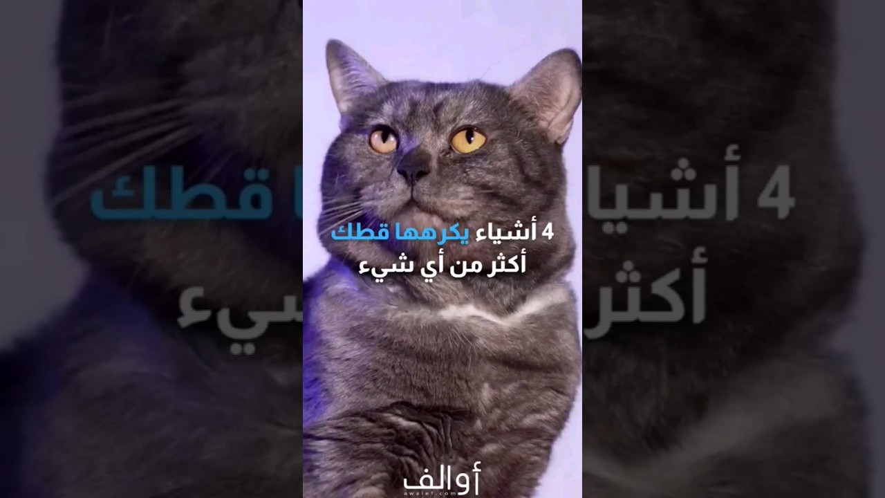 4 أشياء يكرهها قطك حاول تجنبها! 🐈‍⬛ #قطط #قطة