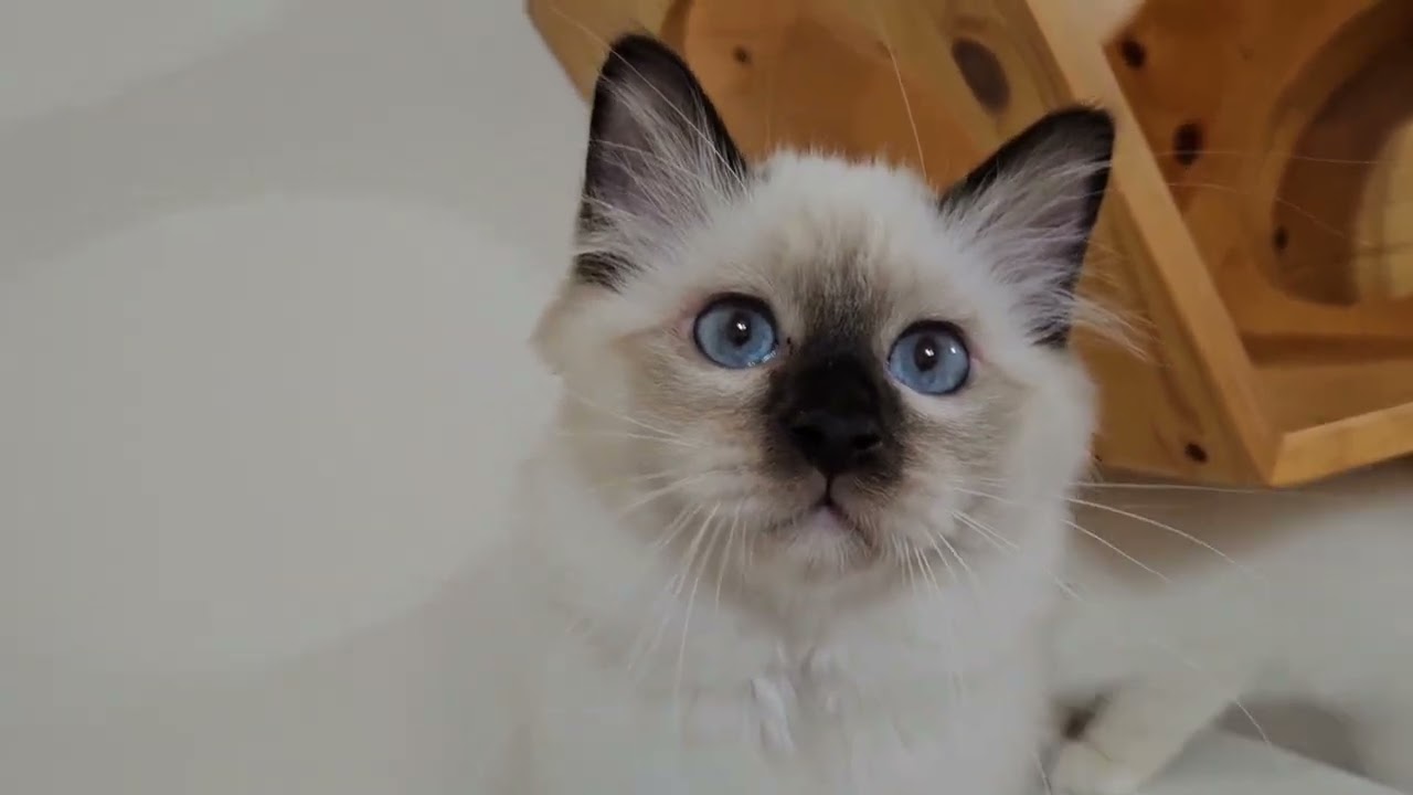 いちだんとパワフルちびにゃん達🎵