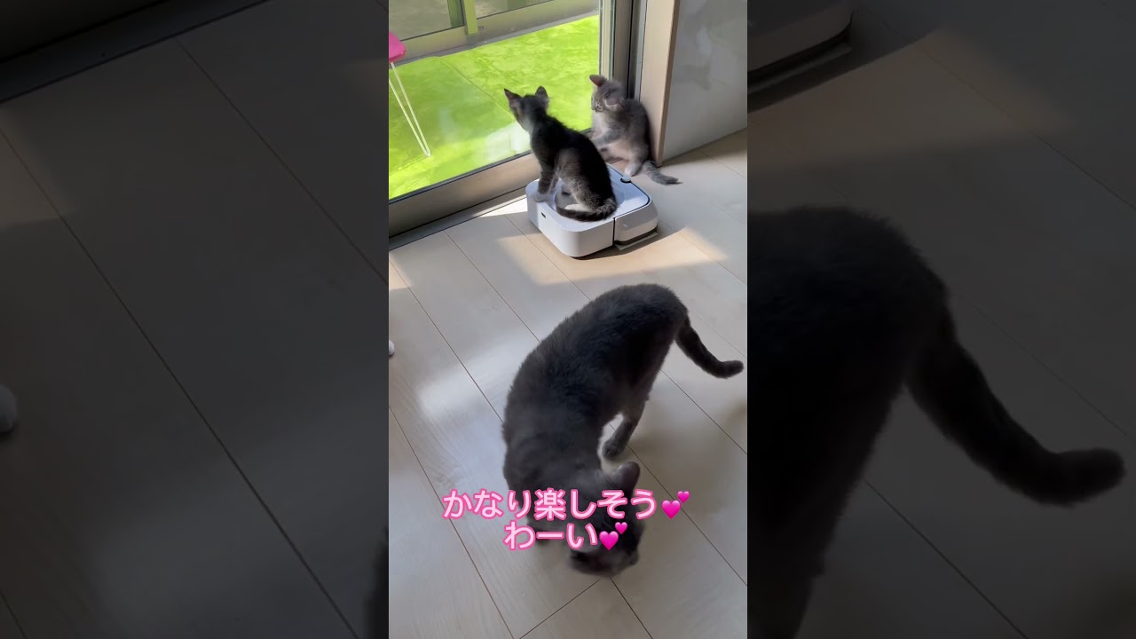 掃除ロボで遊ぶラパーマちゃん💕御家族様募集中❣️ 【お問合せ詳細は説明欄に記載あります】 #ブリーダー直販 #ラパーマ #猫 #子猫 #猫のいる暮らし #子猫販売 #マンチカン #ミヌエット