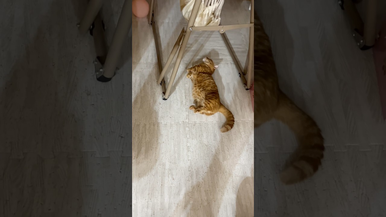 被害者役のエキストラのバイトする猫 #マンチカン #shorts