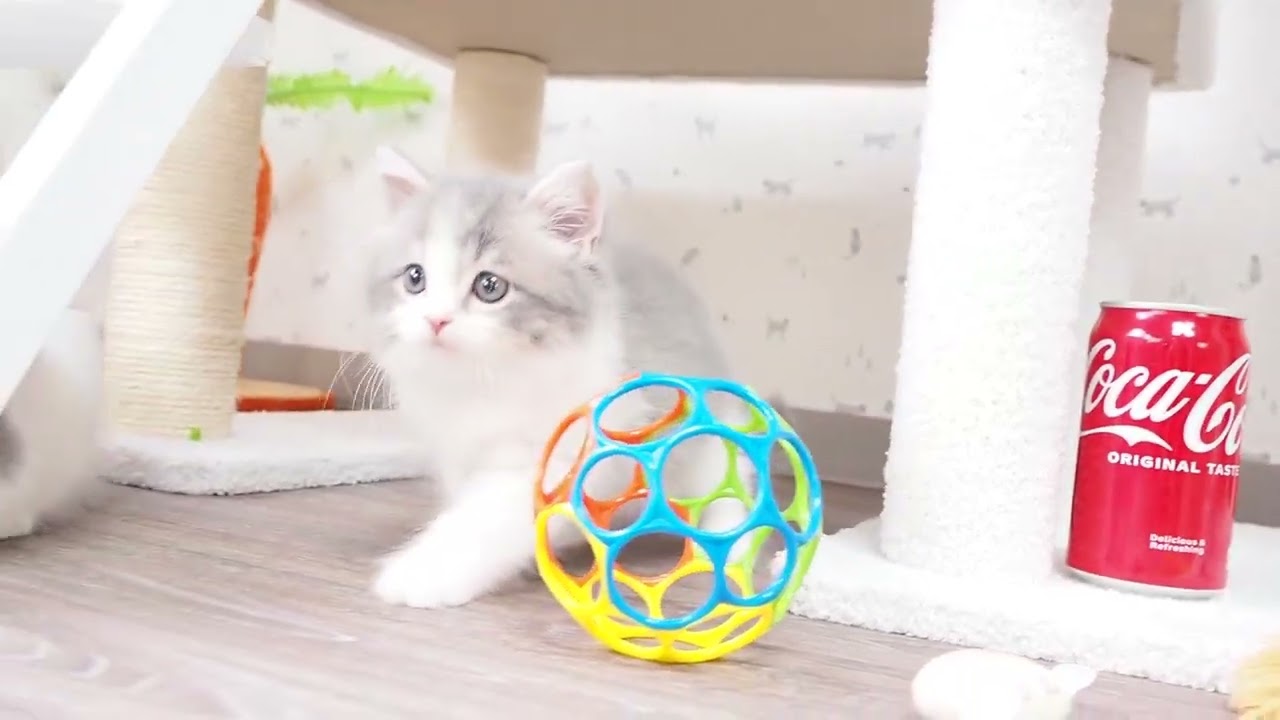 マンチカン 毛吹き、お顔、性格良好　ブルータビー&ホワイト（ロングヘアー）