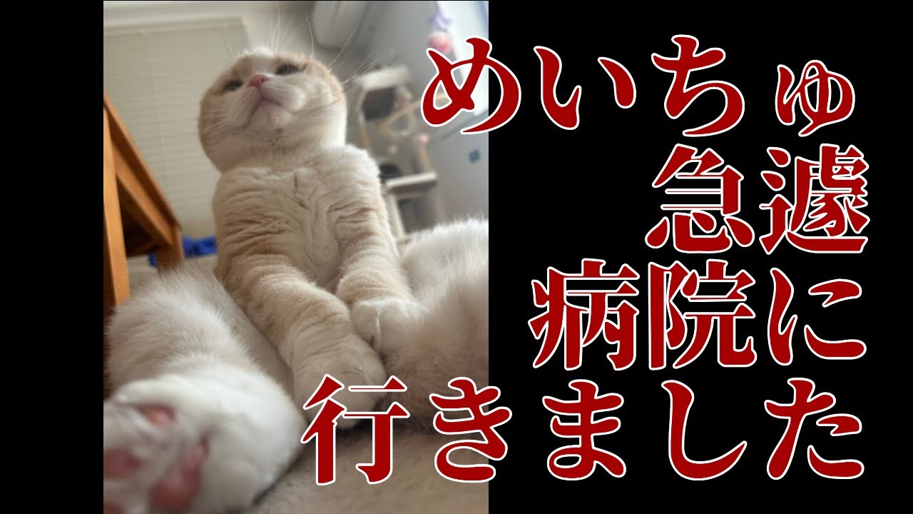 宣告された内容#スコティッシュフォールド