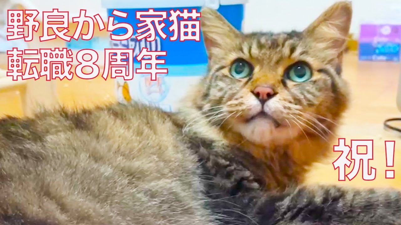 元・野良たぬき猫、幸せ家猫転職８周年 The raccon cat 'Tanu-chiky' 8th anniversary