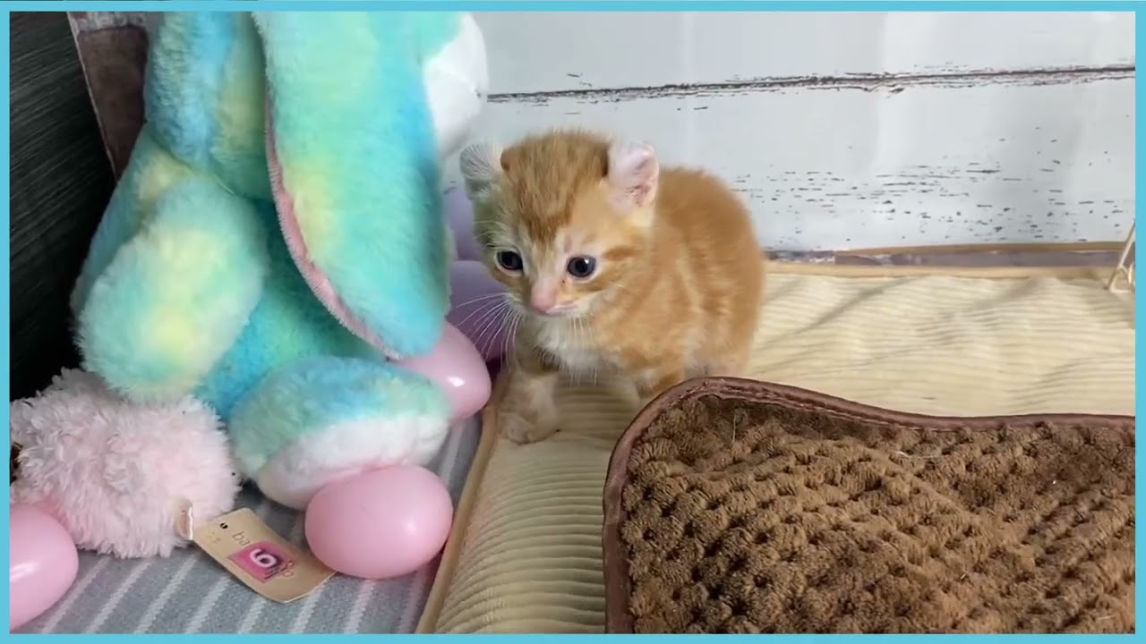 ペットショップCOO＆RIKU No00674286 アメリカンカール