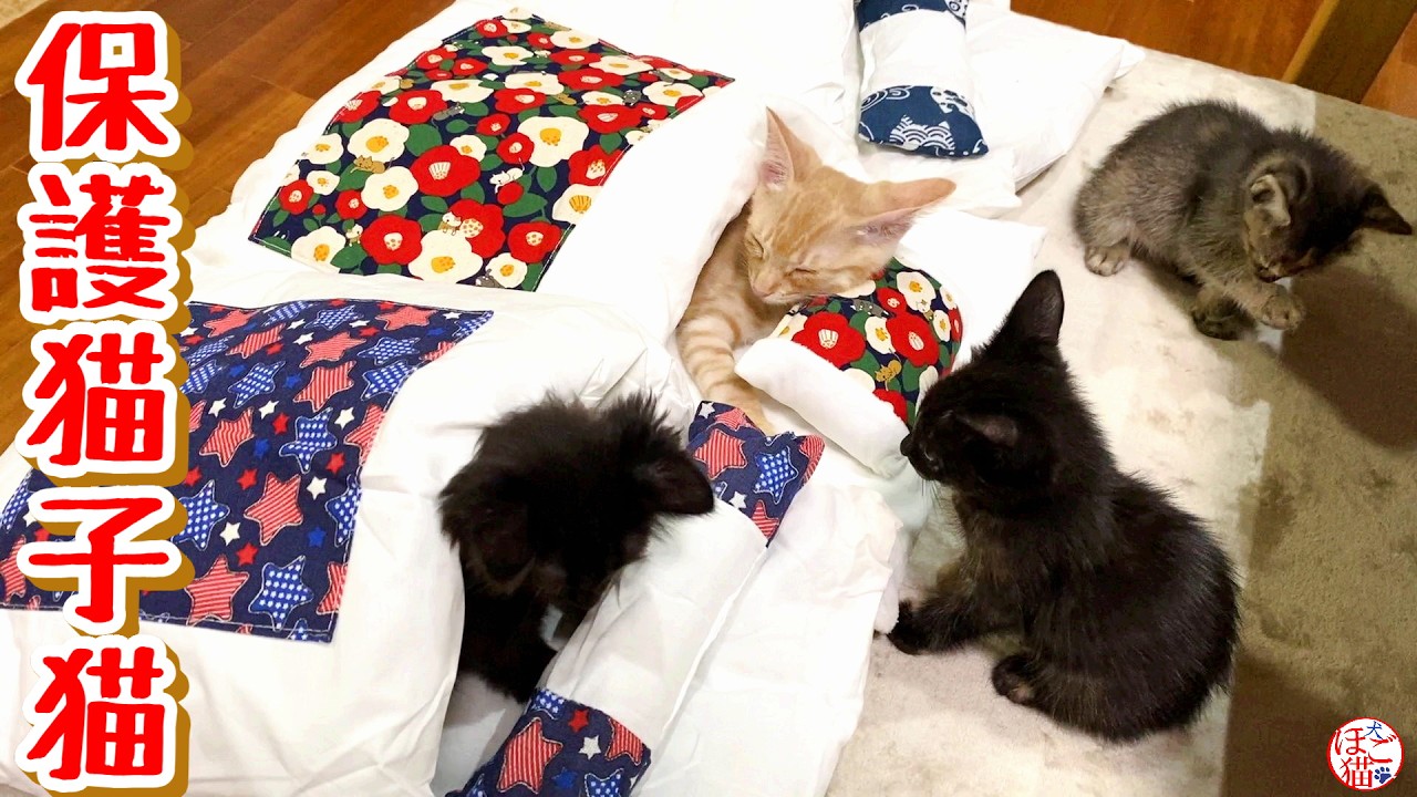 【子猫 保護】線路わきに捨てられていた子猫達リビングデビュー＋おまけコーナー