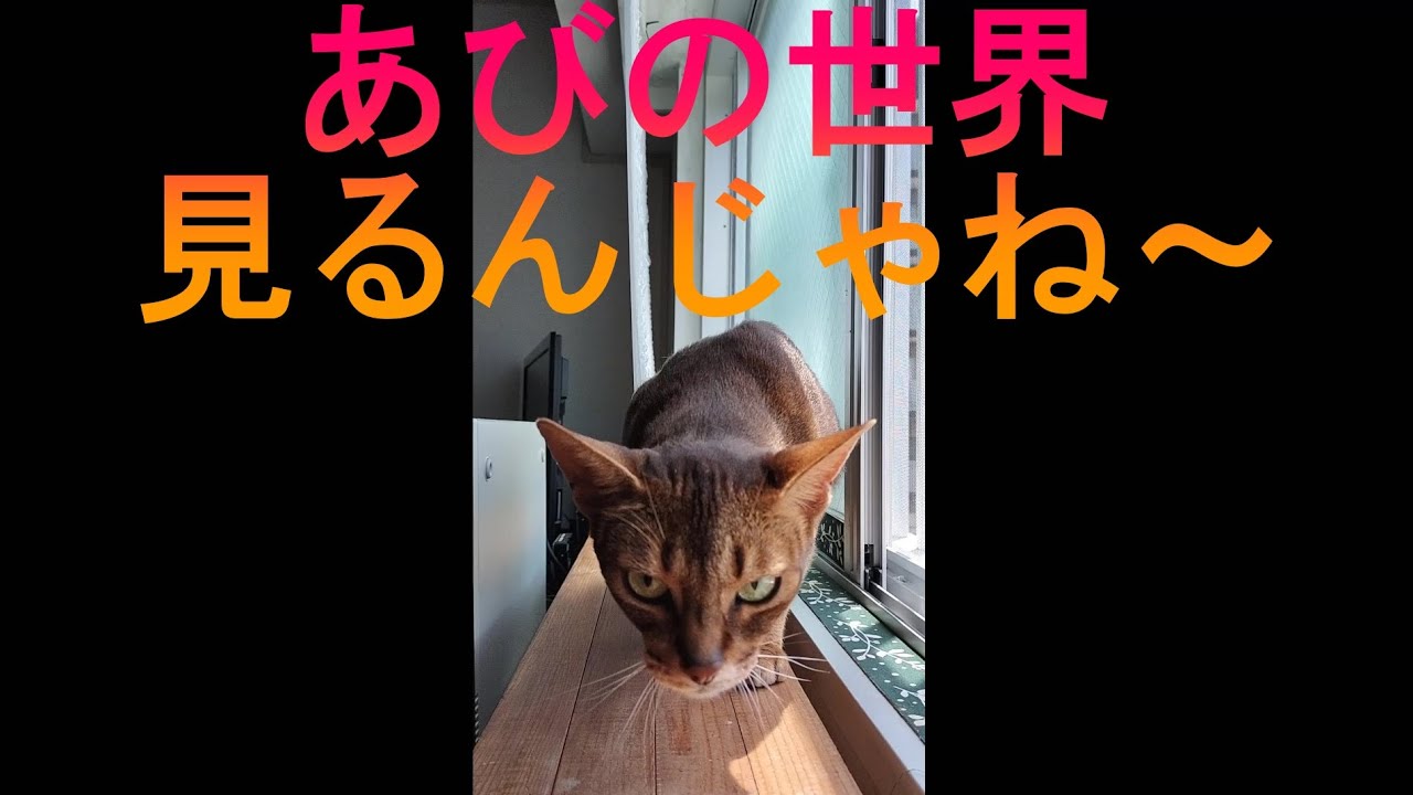 ネコ動画あび＃3605　あびの毎日　アビシニアン　あび