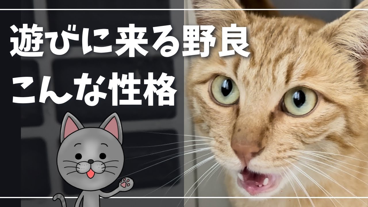 毎日遊びに来る茶トラ猫が可愛すぎたｗ【ロシアンブルー】野良猫