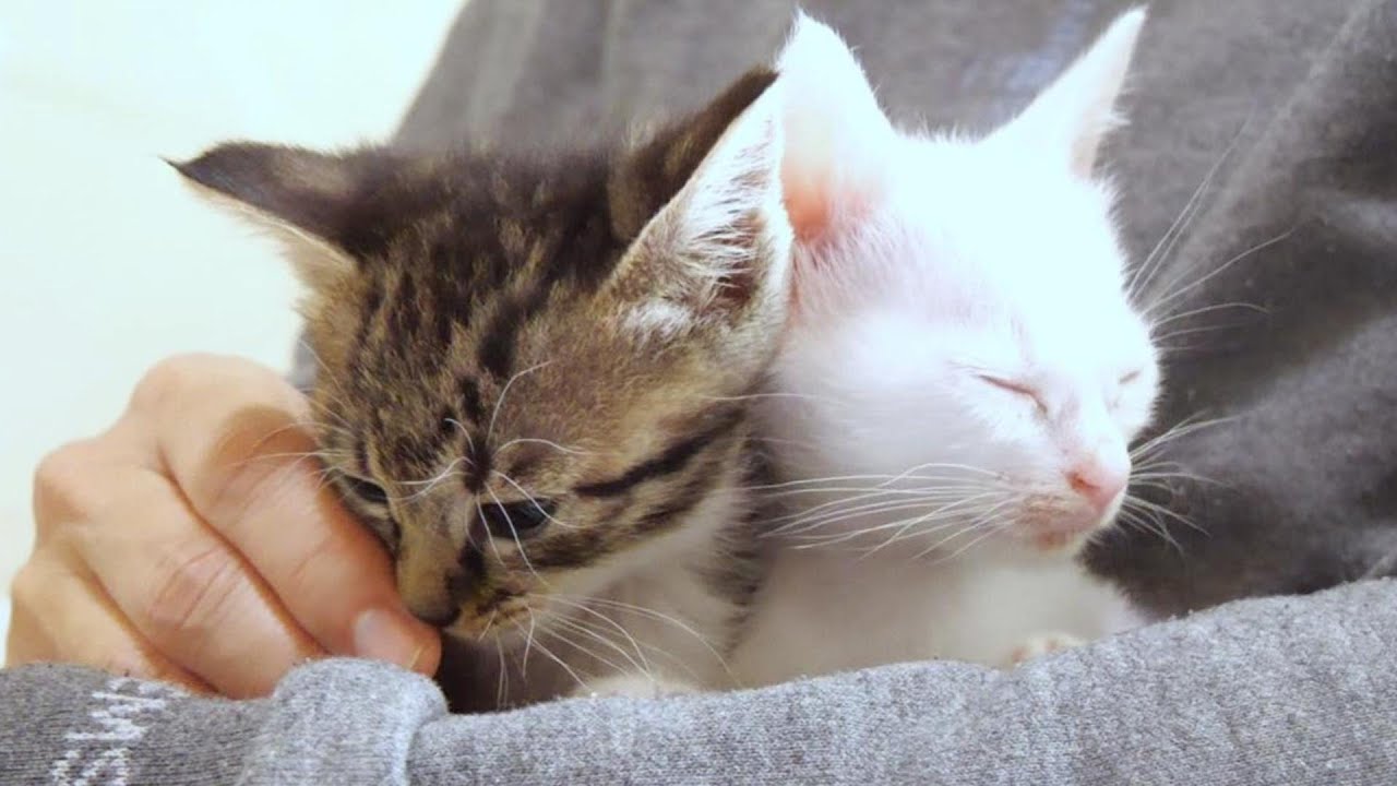 ちょこんと並んでママに抱っこされてる子猫達はまるで本当の姉妹みたいに見えます【赤ちゃん猫　保護猫】