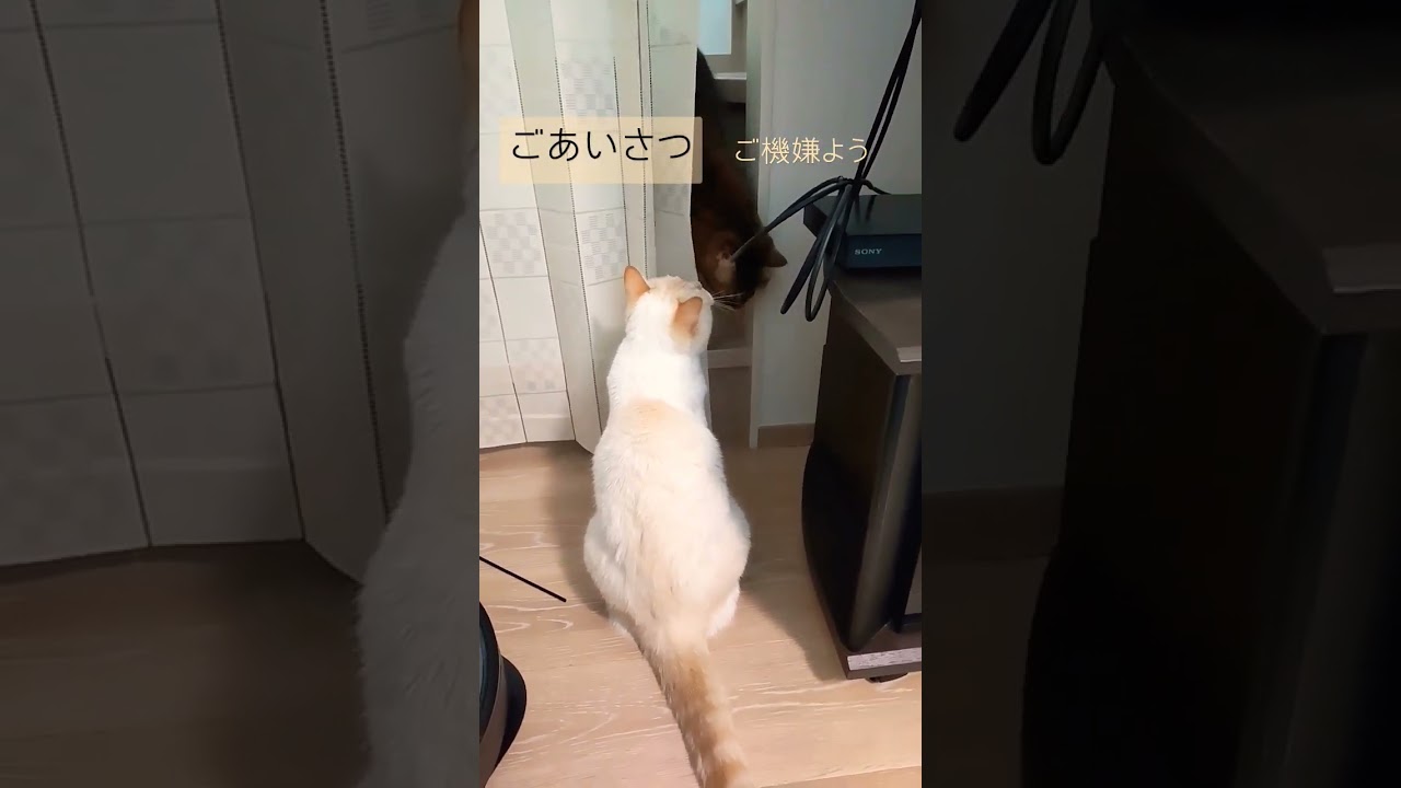 ある日の2匹の猫　#cutecatchannel