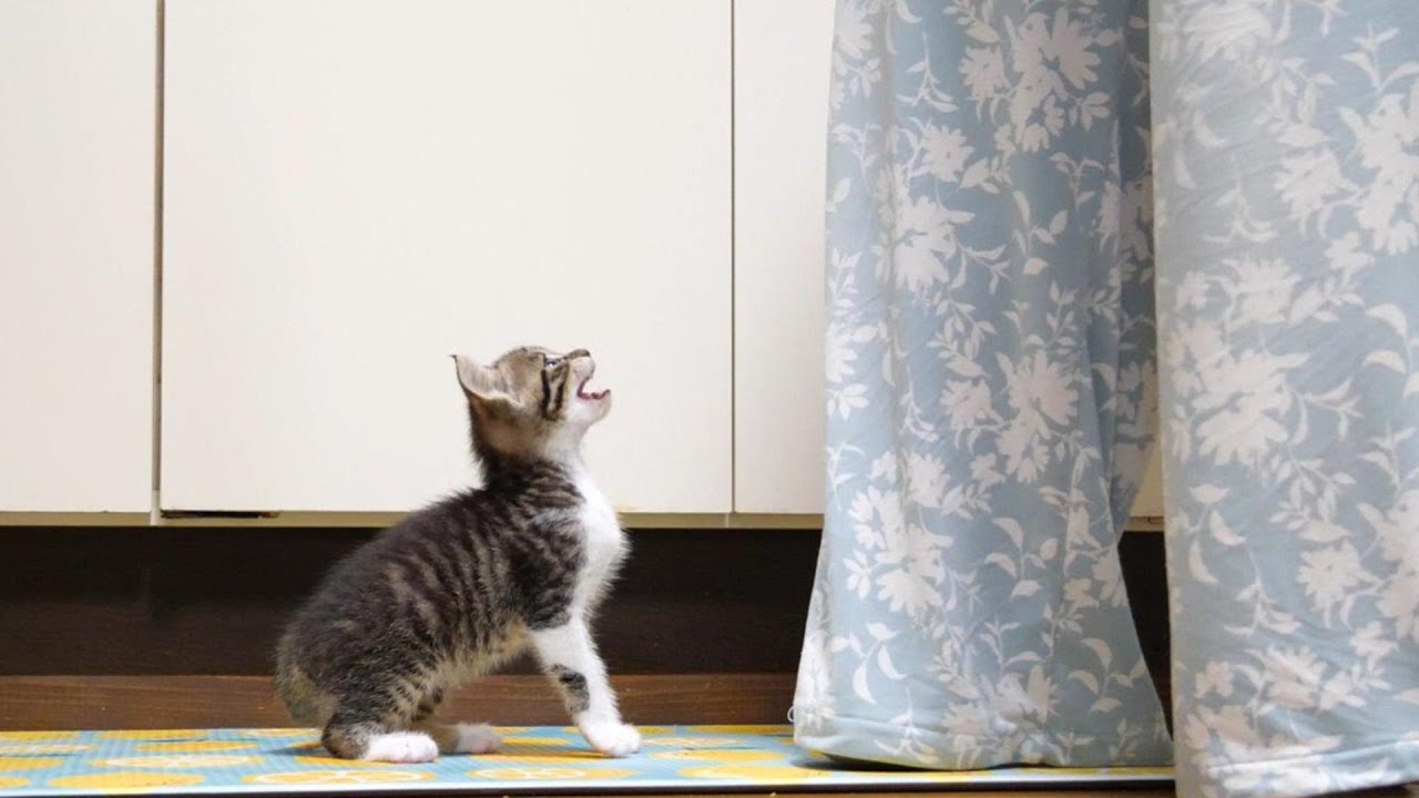 ごはんの準備をするママから目が離せない子猫【赤ちゃん猫　保護猫】