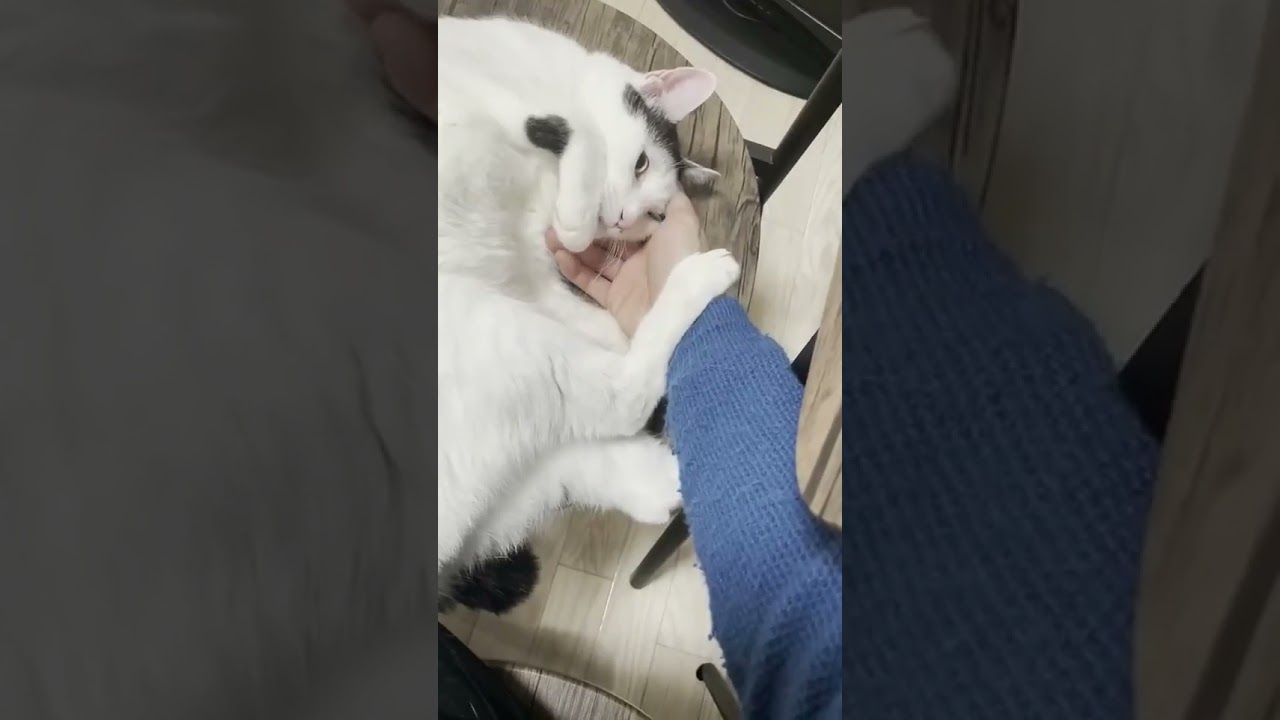 ちろりーぬ #猫 #日本猫  #にゃんこ