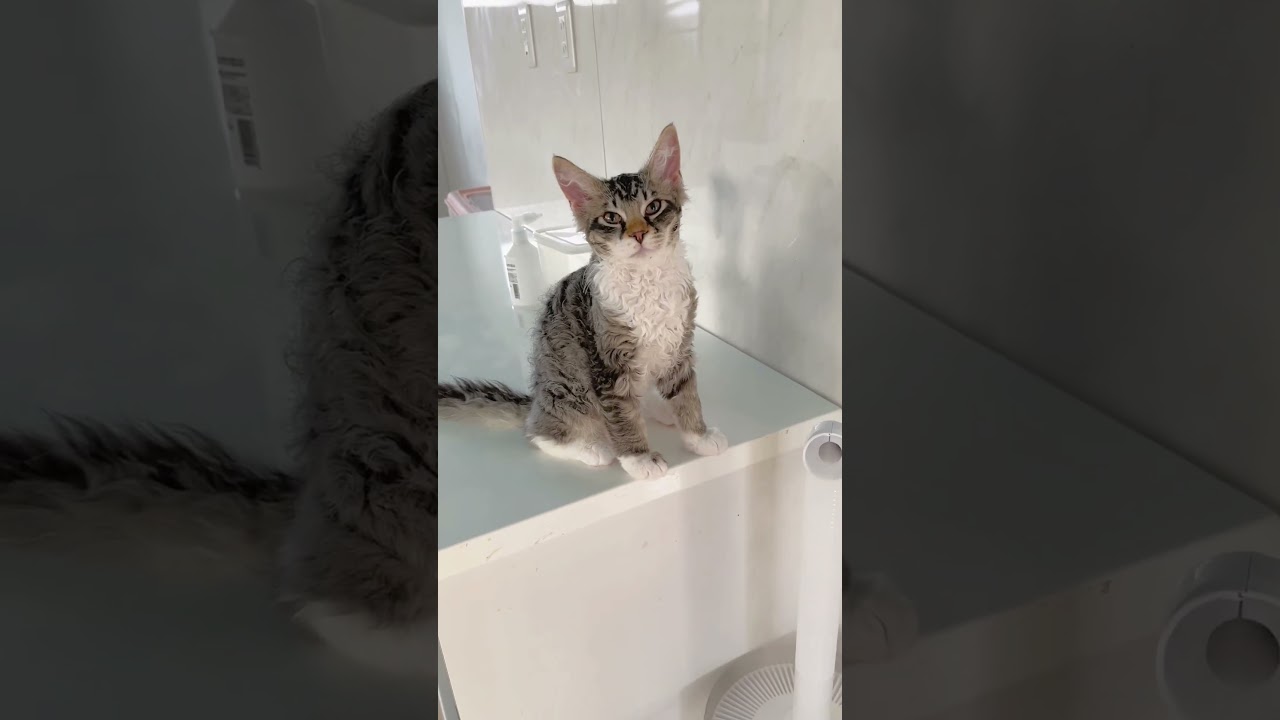 【豪華な巻き毛猫】ラパーマちゃん♥️ 【お問合せ詳細は説明欄に記載あります】 #ラパーマ #ブリーダー直販 #マンチカン #子猫 #猫 #ミヌエット #猫のいる暮らし #子猫販売 #猫動画