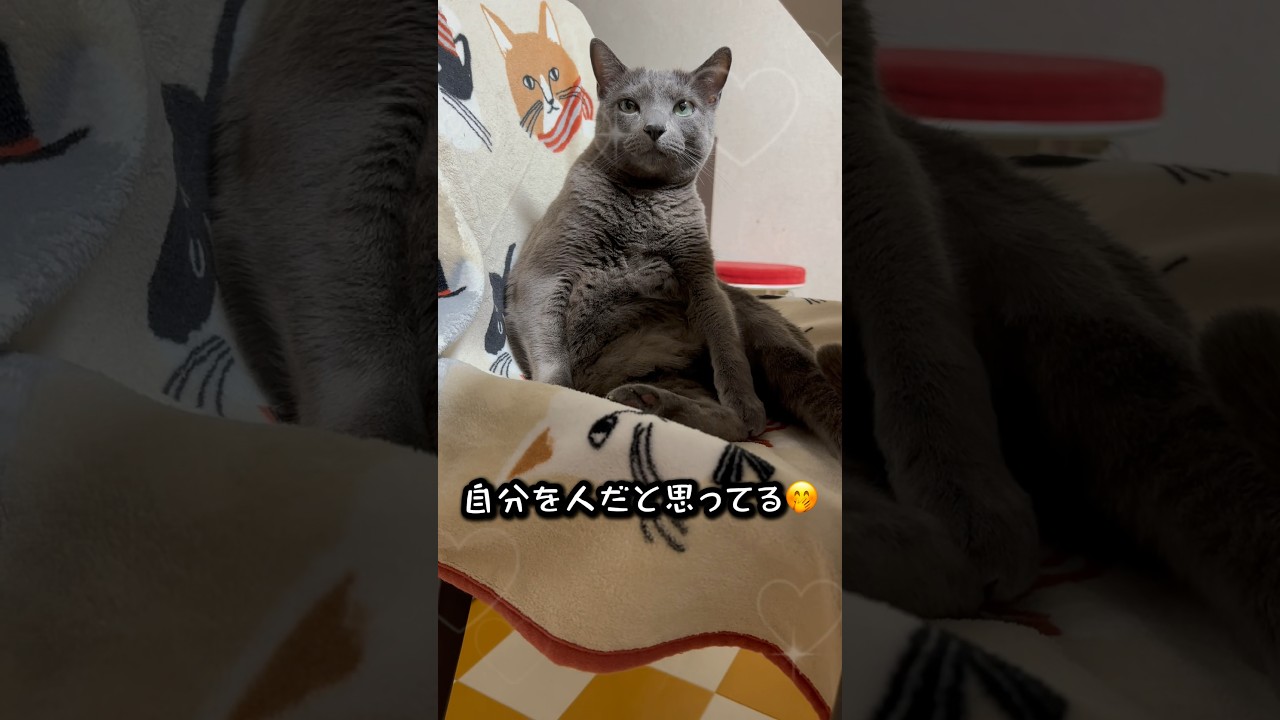 【ロシアンブルー】めろん人っぽい🤭【猫】#shorts