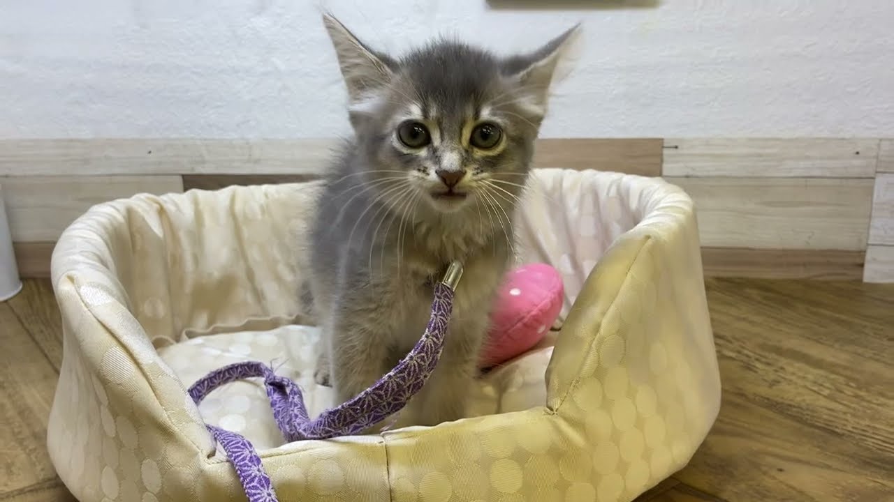 ソマリ　女の子