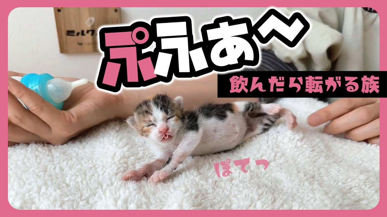 子猫「いやぁ～ミルク飲み過ぎちゃうね～」こてっ ぽてっ ぺろろろろぉ～ん 飲んだら転がる族【保護猫生活8日目】