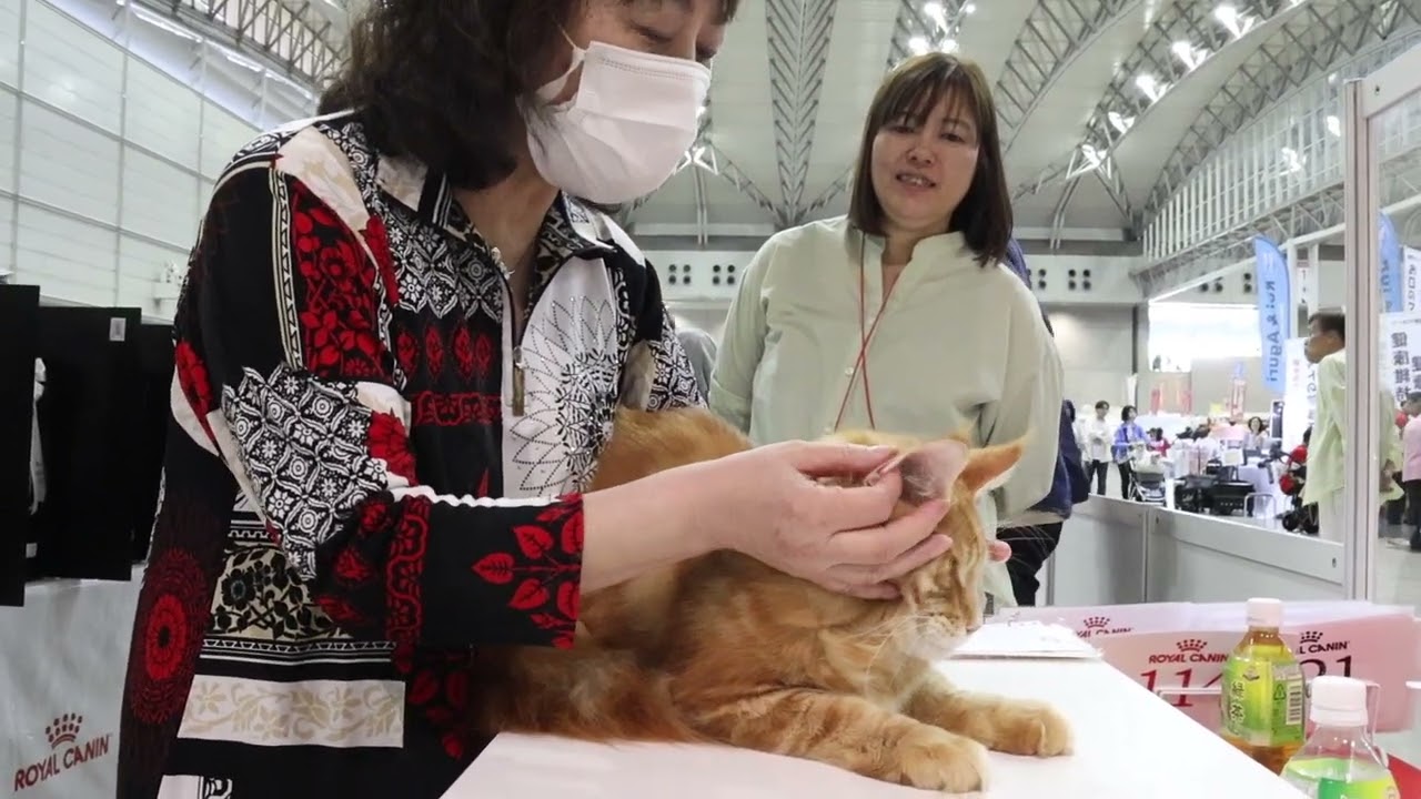 レッドのメインクーン翔平君ショーデビュー二日目