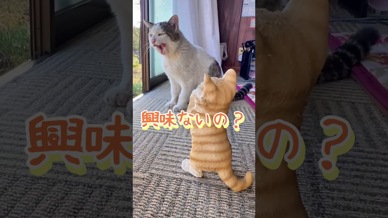 【衝撃の一言】猫の置き物を見せたら「興味ない」と言った！？愛猫シロが見せた意外な反応【オリジナル曲】#shorts#cat#猫  #シロちゃん