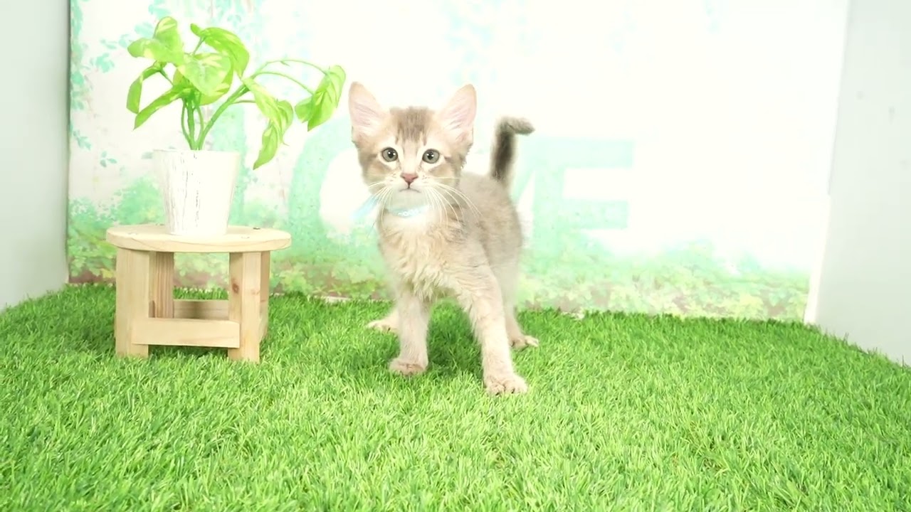 Coo&RIKU　No00675075 ソマリ