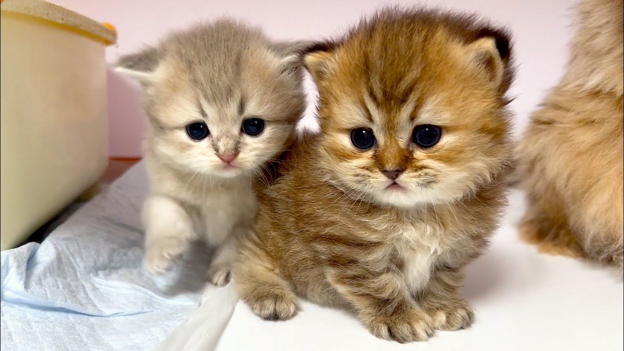 【ミヌエットの子猫】子猫がプルプルしながら歩いているのが可愛い件 ～猫のいる生活Vol.945～出産動画 マンチカン短足・ミヌエット・ペルシャ猫専門ブリーダー『ペット蔵人』【子猫の成長記録】