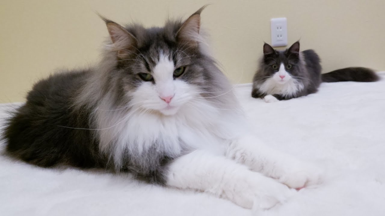 【日常✨】元気な弟ターキッシュアンゴラにあまり関心がない兄ノルウェージャンフォレストキャットww ww