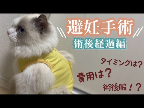 【後編】子猫のラグドール避妊手術後のリアルがこちら