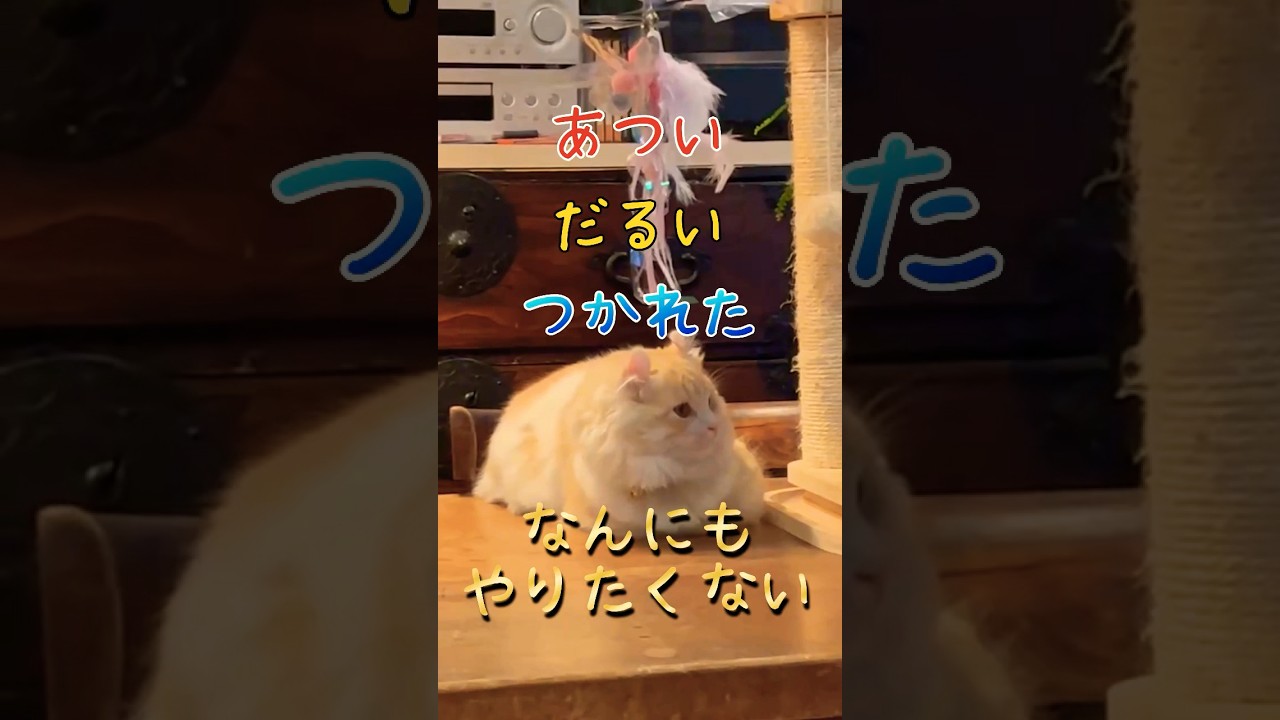 【キンカロー】やる気のない毛玉猫【マンチカール】