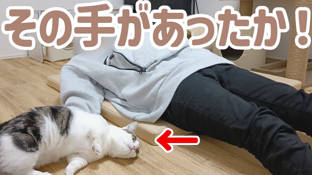 撫でて欲しそうな子猫の前で寝たフリをしてみたら…w