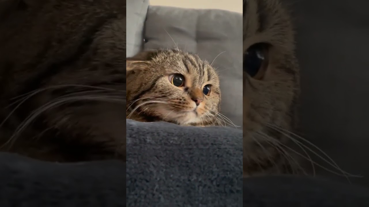 #trending #viral #youtubeshorts #cat #catlover #shorts