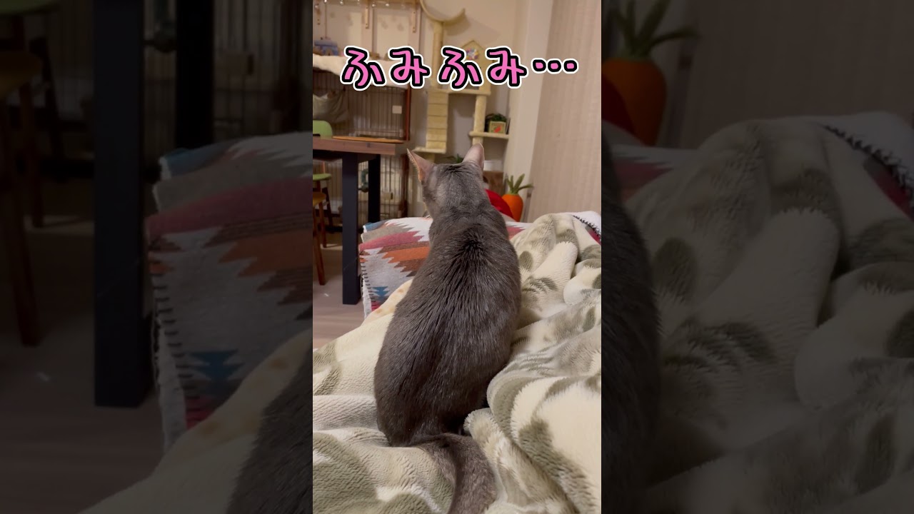 寝床の準備をするうちの猫さん #shorts #猫 #アビシニアン