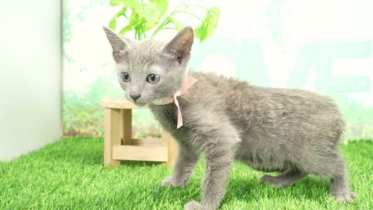 Coo&RIKU　No00675299 ロシアンブルー