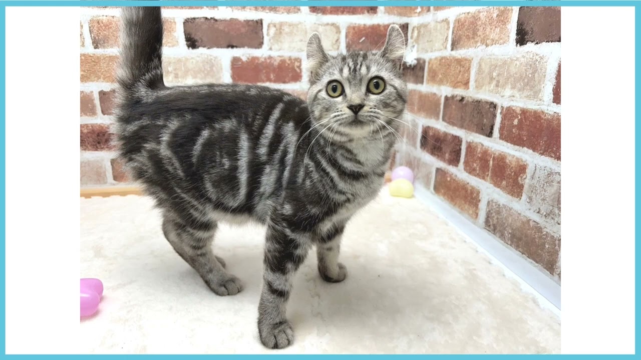 ペットショップCOO＆RIKU No00674692 アメリカンカール